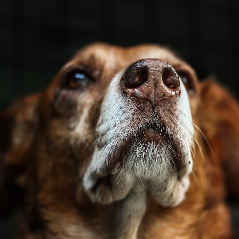 dog-brown-snout-fur