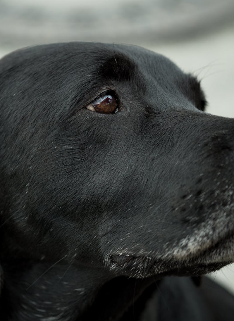 pexels-photo-332612